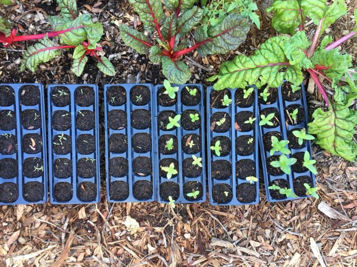 This is an image to be used for testing purposes only.