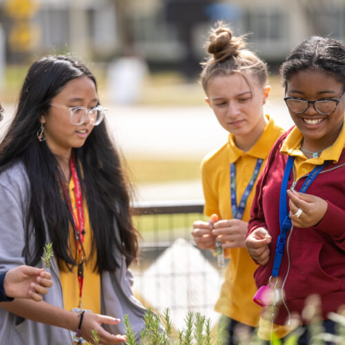 Middle-school students harvesting herbs from a school garden